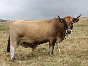 Vache aubrac 1.jpg