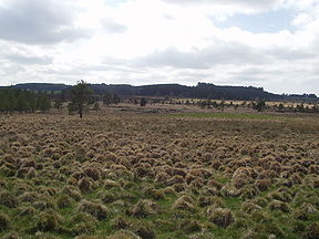 Tourbière de Longéroux