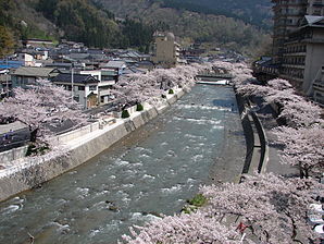 Atsumi-spa-cherry blossom.JPG