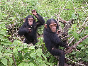 Bébés chimpanzés