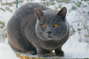 Chartreux-Bonheur-nuits indiennes-neige2009.jpg