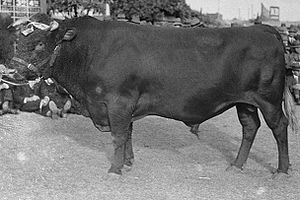 Taureau Illawarra primé en janvier 1950.