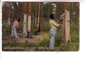 Carte postale de 1912 montrant la récolte de résine de pin pour l’industrie de la térébenthine
