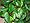 Pothos epipremnum feuilles.jpg