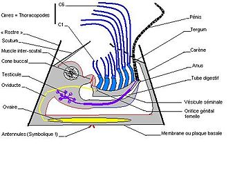 QSchéma de l'organisation d'une balane