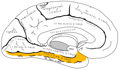 Gray727 fusiform gyrus.png