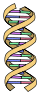 DNA simple.svg