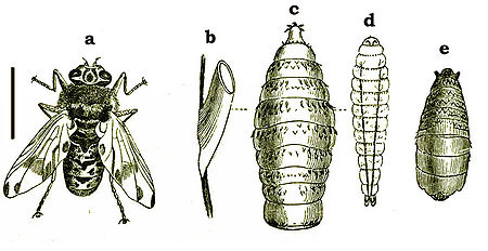 larve de Gasterophilus intestinalis