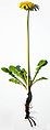 Taraxacum-officinalis-plant.jpg