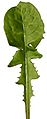 Dandelion-leaf.jpg