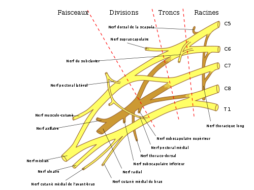 Nouveau sur le forum 500px-Plexus_Brachial.svg