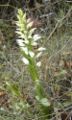 Cephalentera longifolia.jpg
