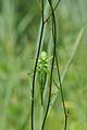 Grünes Heupferd ♀ Tettigonia viridissima .JPG
