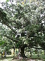 Araucaria cunninghamii 01 by Line1.JPG