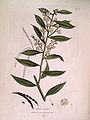 Mimosa myrtifolia (Sowerby).jpg