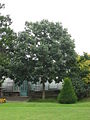 Quercus bicolor 02 by Line1.jpg