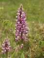 Orchis militaris 110503a.jpg