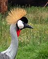 Grey Crowned Crane2.jpg