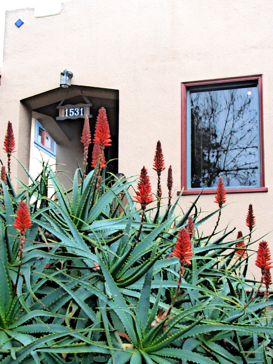 Aloe arborescens Wikipédia