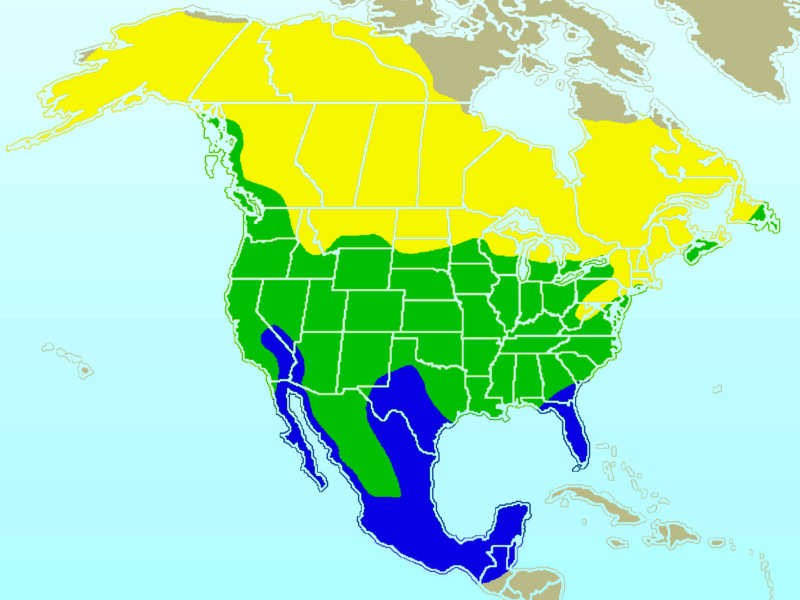 American Robin-rangemap.gif