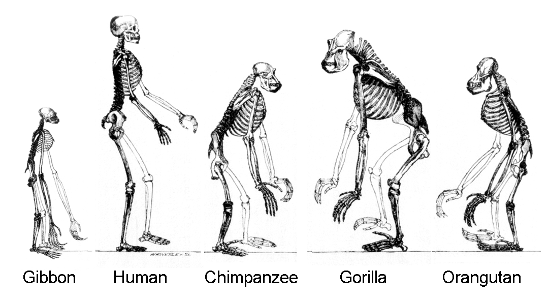 Primates Family Tree