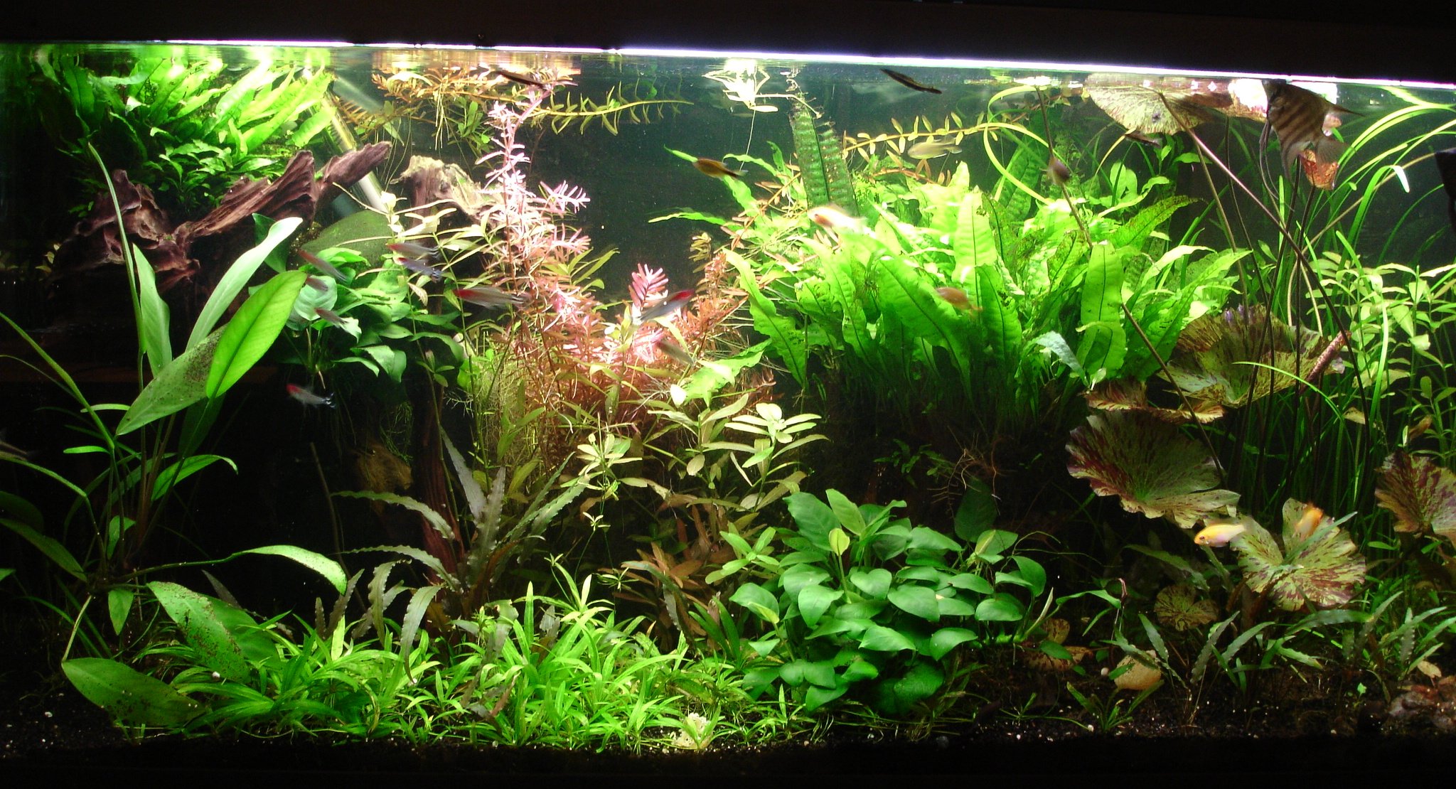 Decoration Aquarium Plante Japonais Decoration Aquarium Plante Japonais