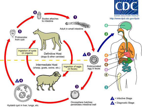 Cycle du parasite