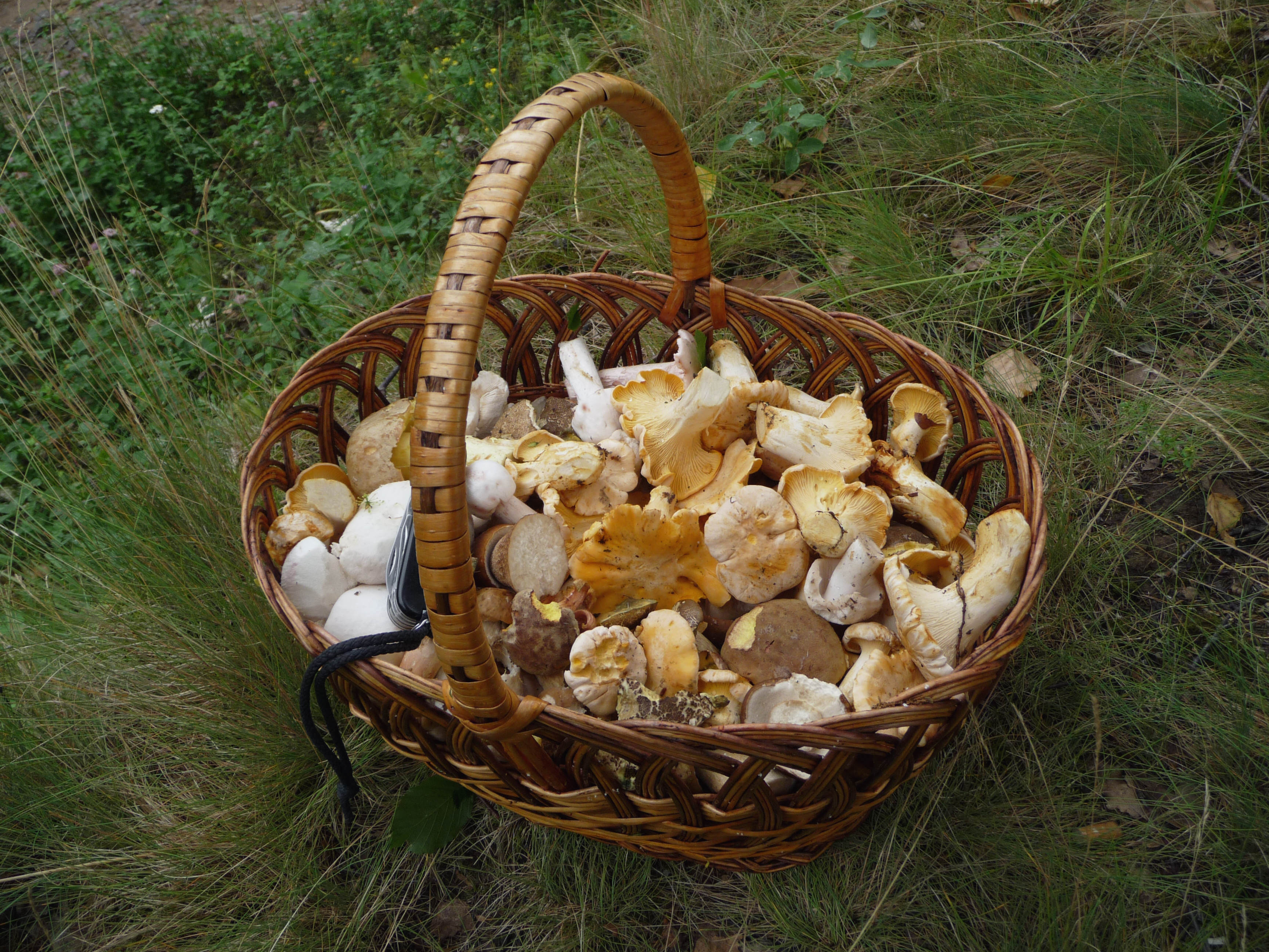 ceuillette des champignons