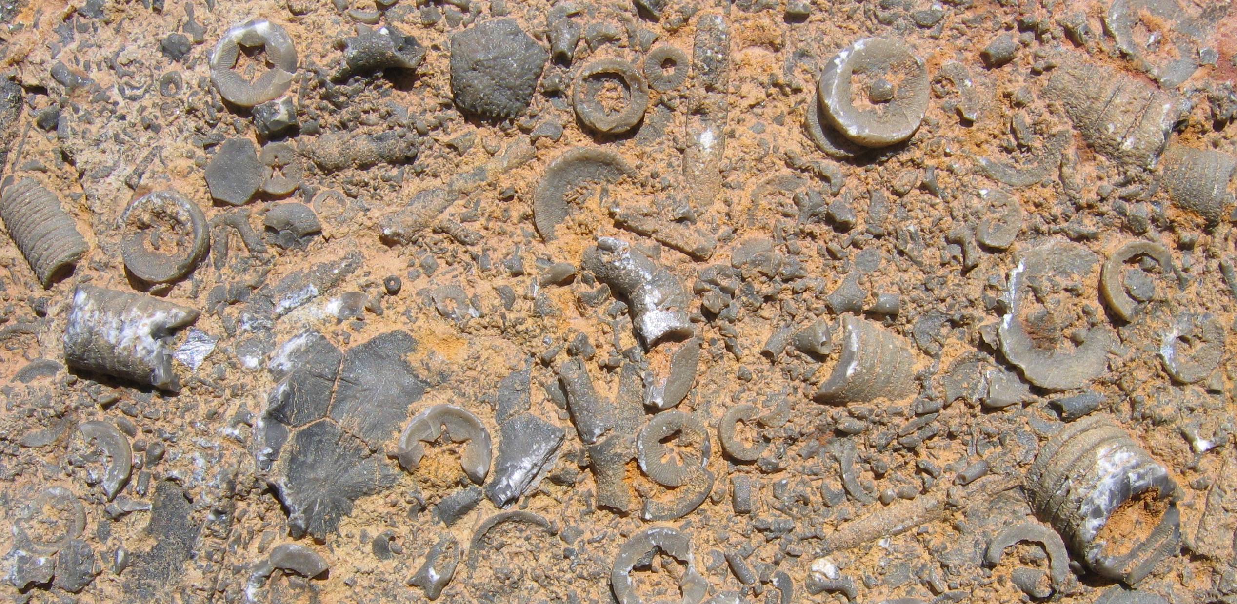 Resultado de imagen de rocas con fósiles