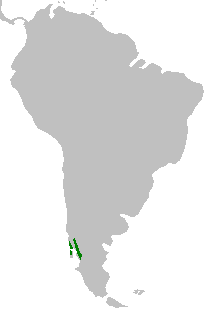 Fitzroya cupressoides range map.png