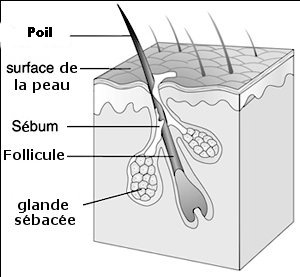 Le traitement des cheveu par leau avec