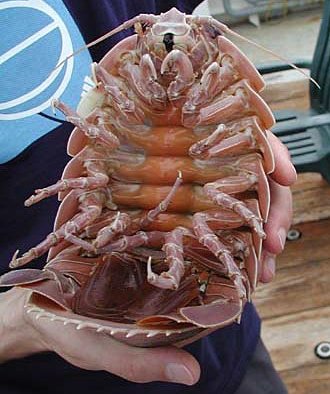 http://fr.academic.ru/pictures/frwiki/71/Giant_isopod.jpg