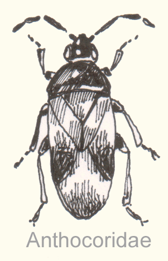 Espèce-type des Anthocoridae