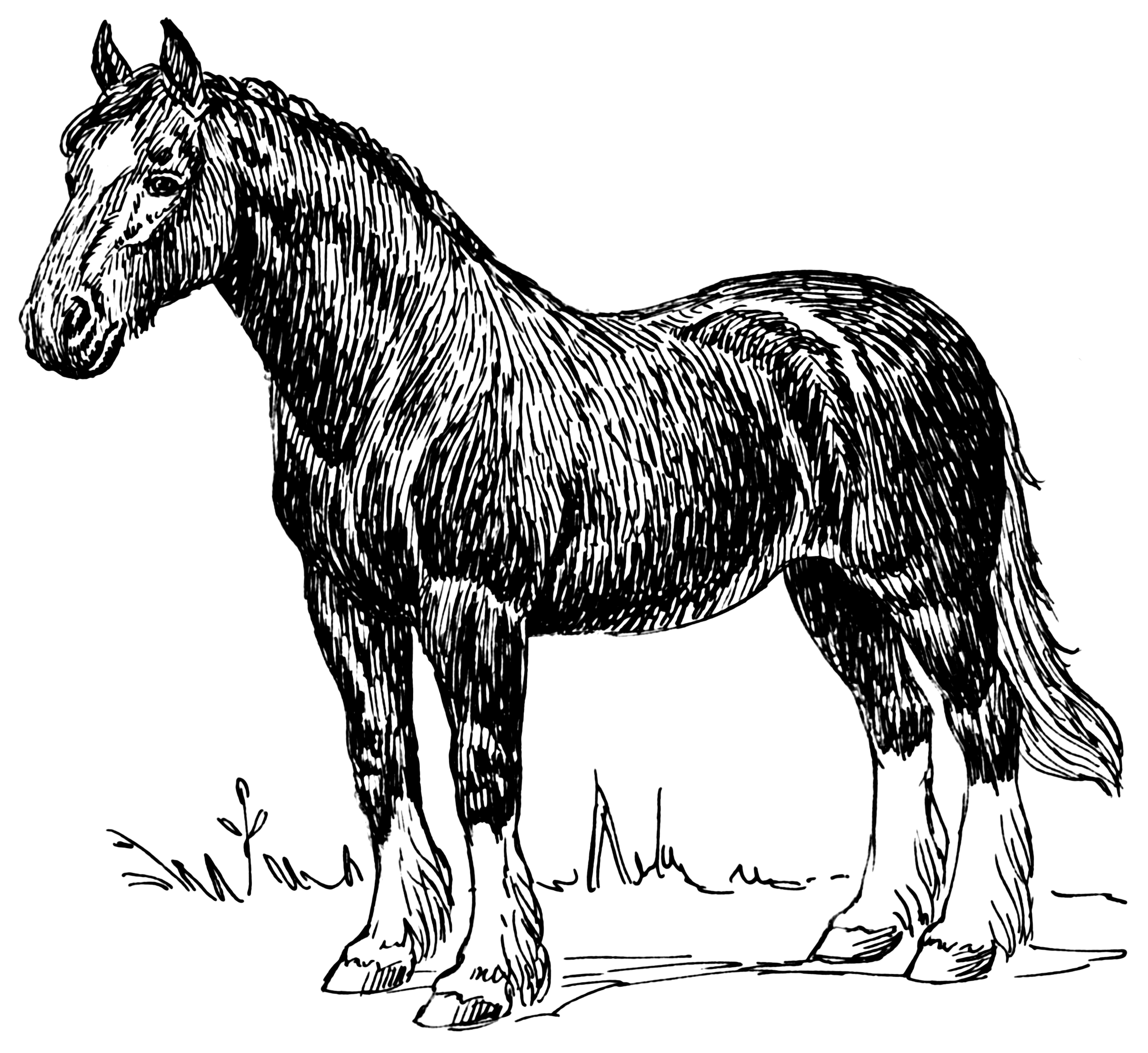 horse pull clipart - photo #26