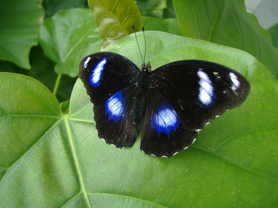 http://fr.academic.ru/pictures/frwiki/72/Hypolimnas_bolina_in_Japan.jpg