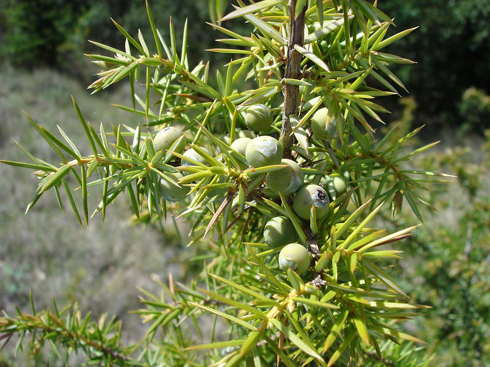 Juniperus Commu...