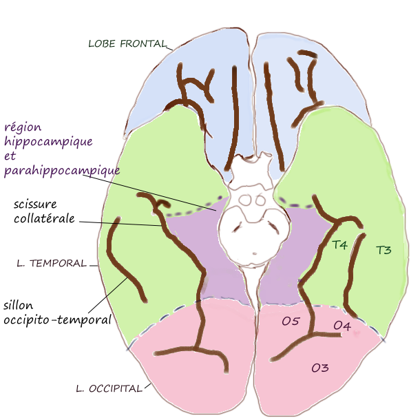 sillon anatomie sillon neuroanatomie sillon anatomie sillon neuroanatomie
