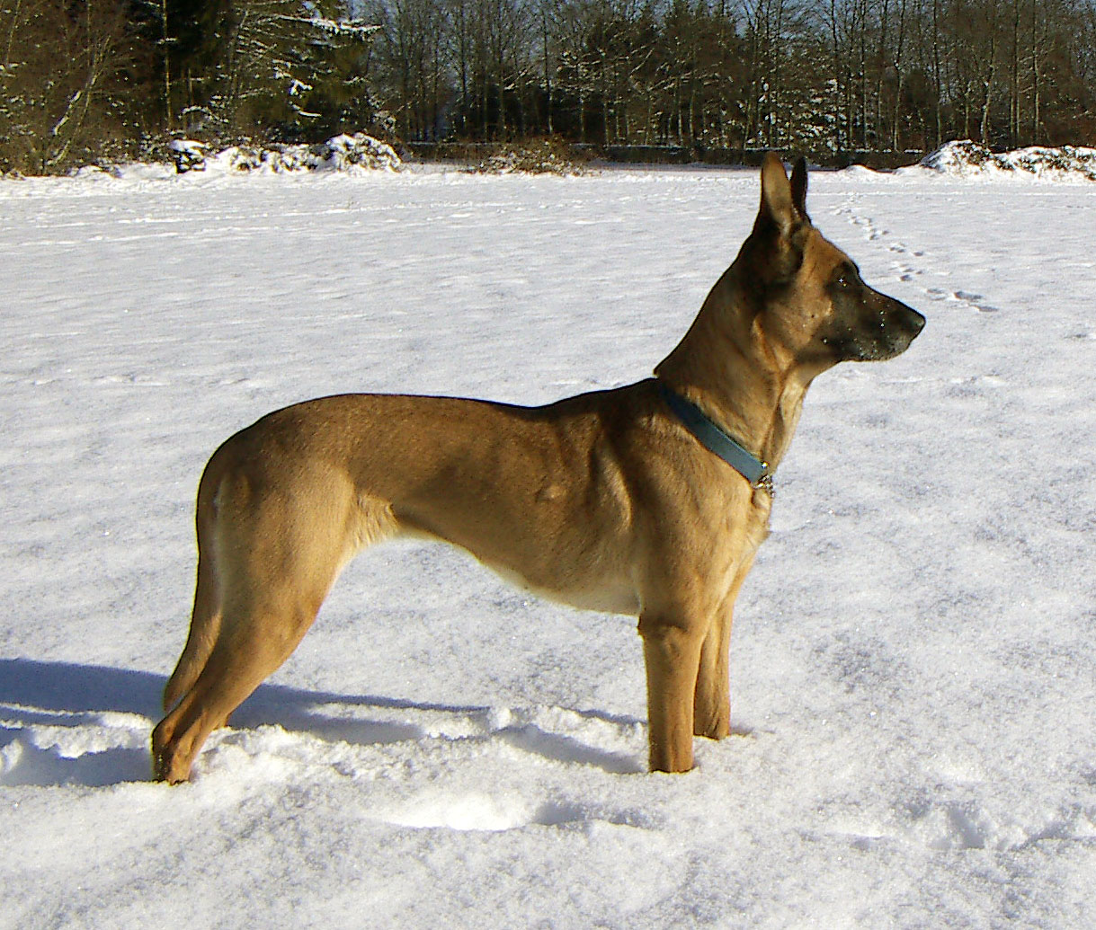 Berger belge malinois Berger belge malinois