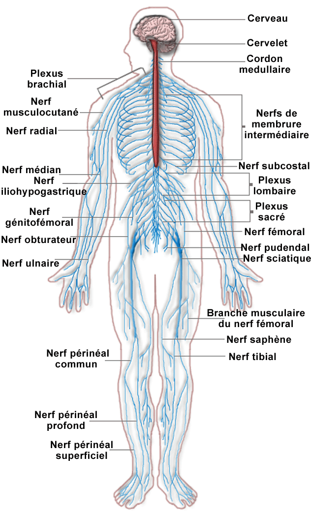 Système nerveux central (SNC) : portion du système nerveux constituée du 