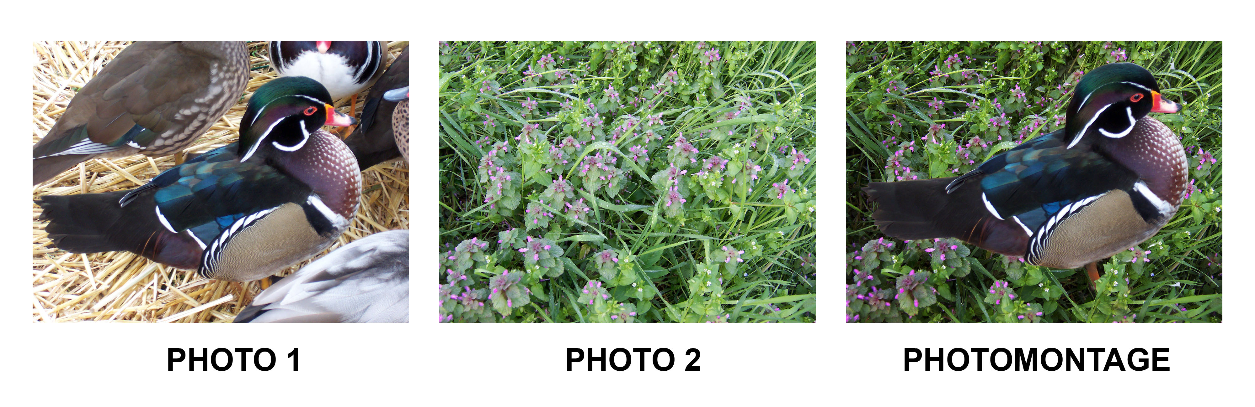 Siti per creare fotomontaggi online 15 Siti per creare fotomontaggi online 45