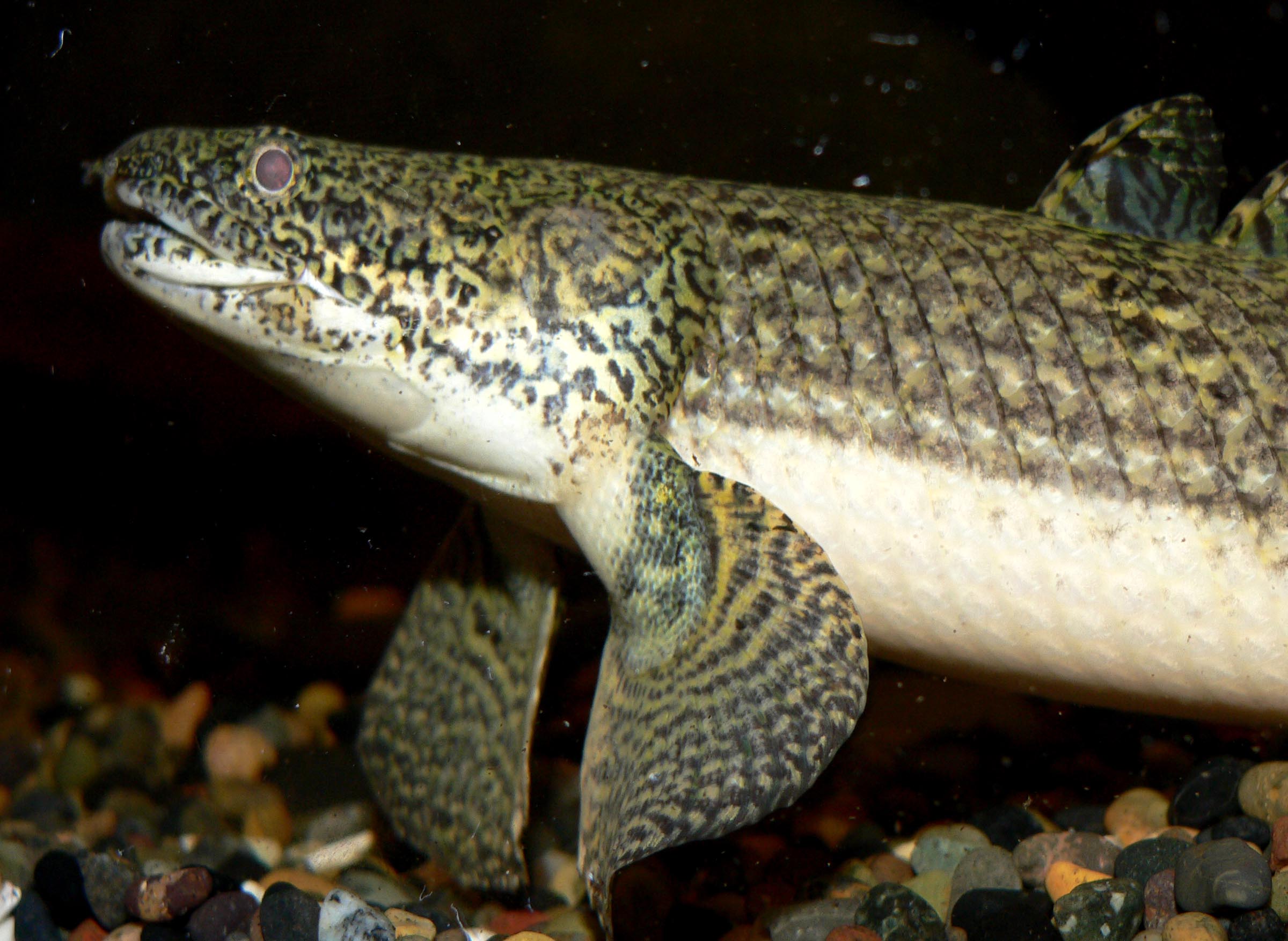 http://fr.academic.ru/pictures/frwiki/80/Polypterus_weeksii_3.jpg