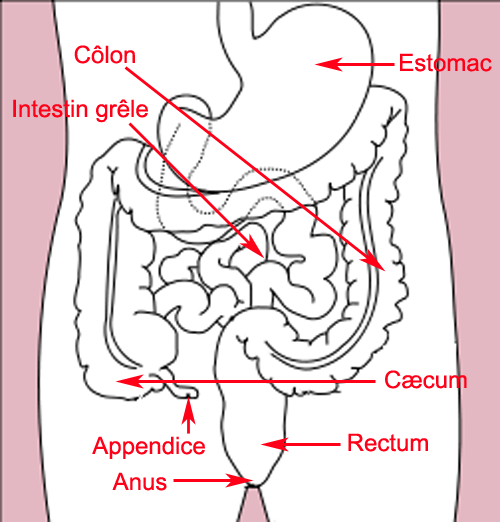 Partie De L Intestin Grele Intestin grêle