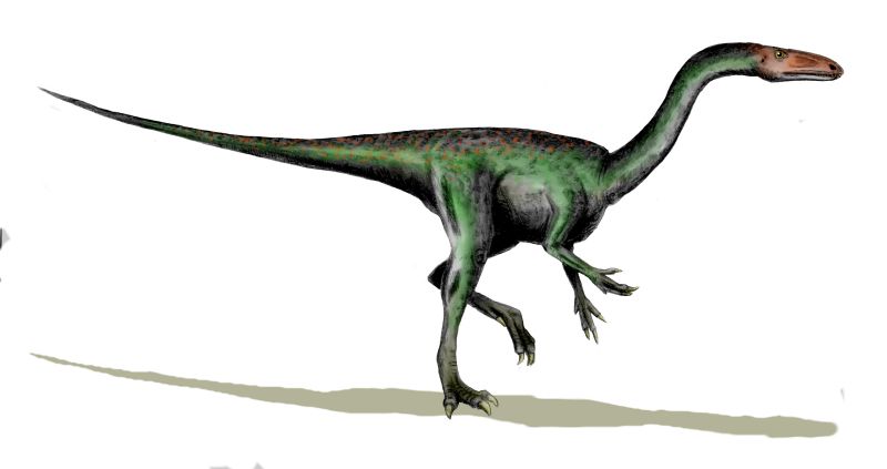 segisaurus size related keywords