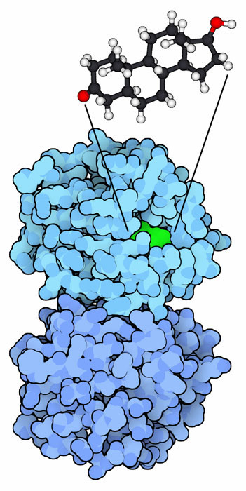 Sex binding protein