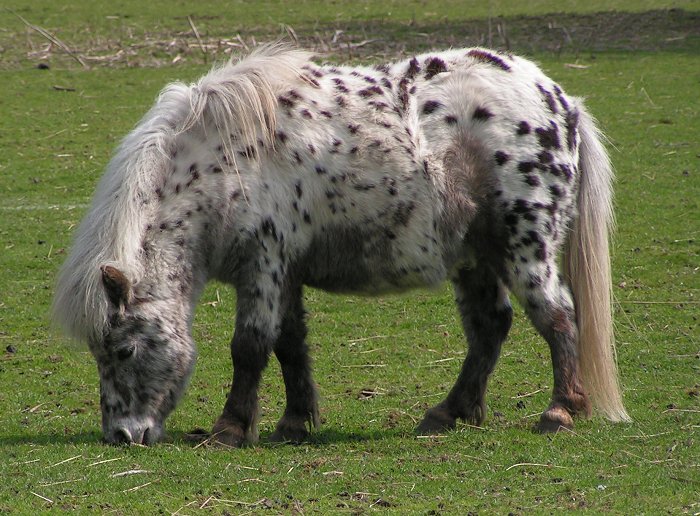 Shetland_pony_dalmatian2.jpg