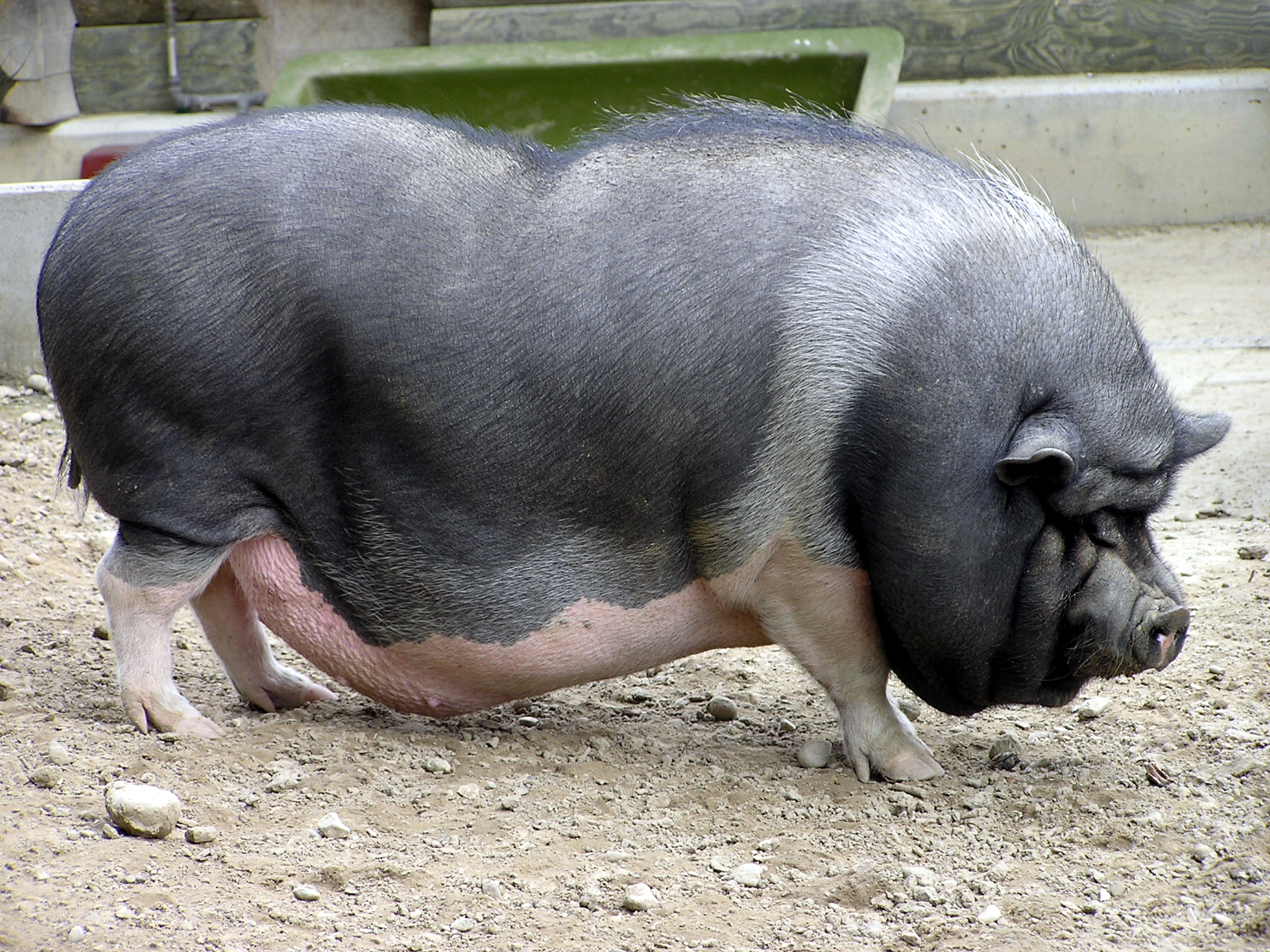 http://fr.academic.ru/pictures/frwiki/83/Sus_scrofa_domestica.jpg