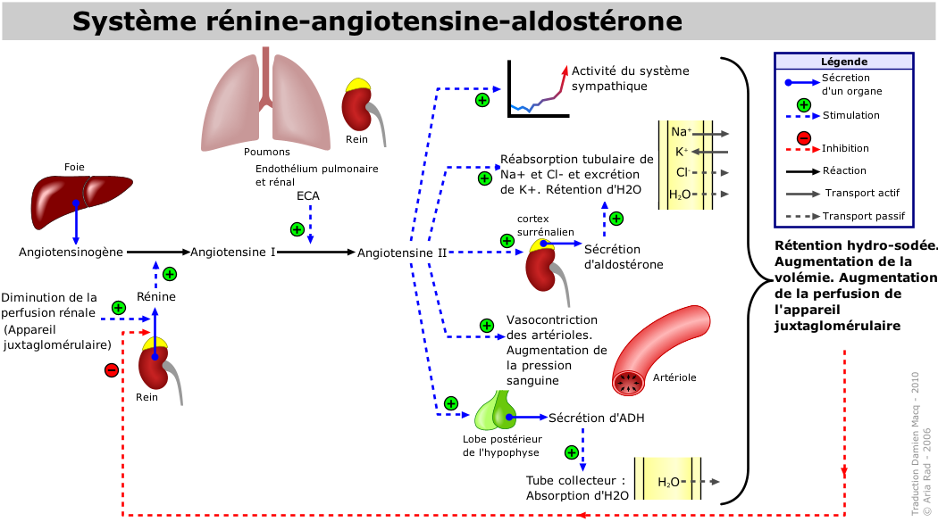 SchÃ©ma du systÃ¨me rÃ©nine-angiotensine-aldostÃ©rone dans sa ...