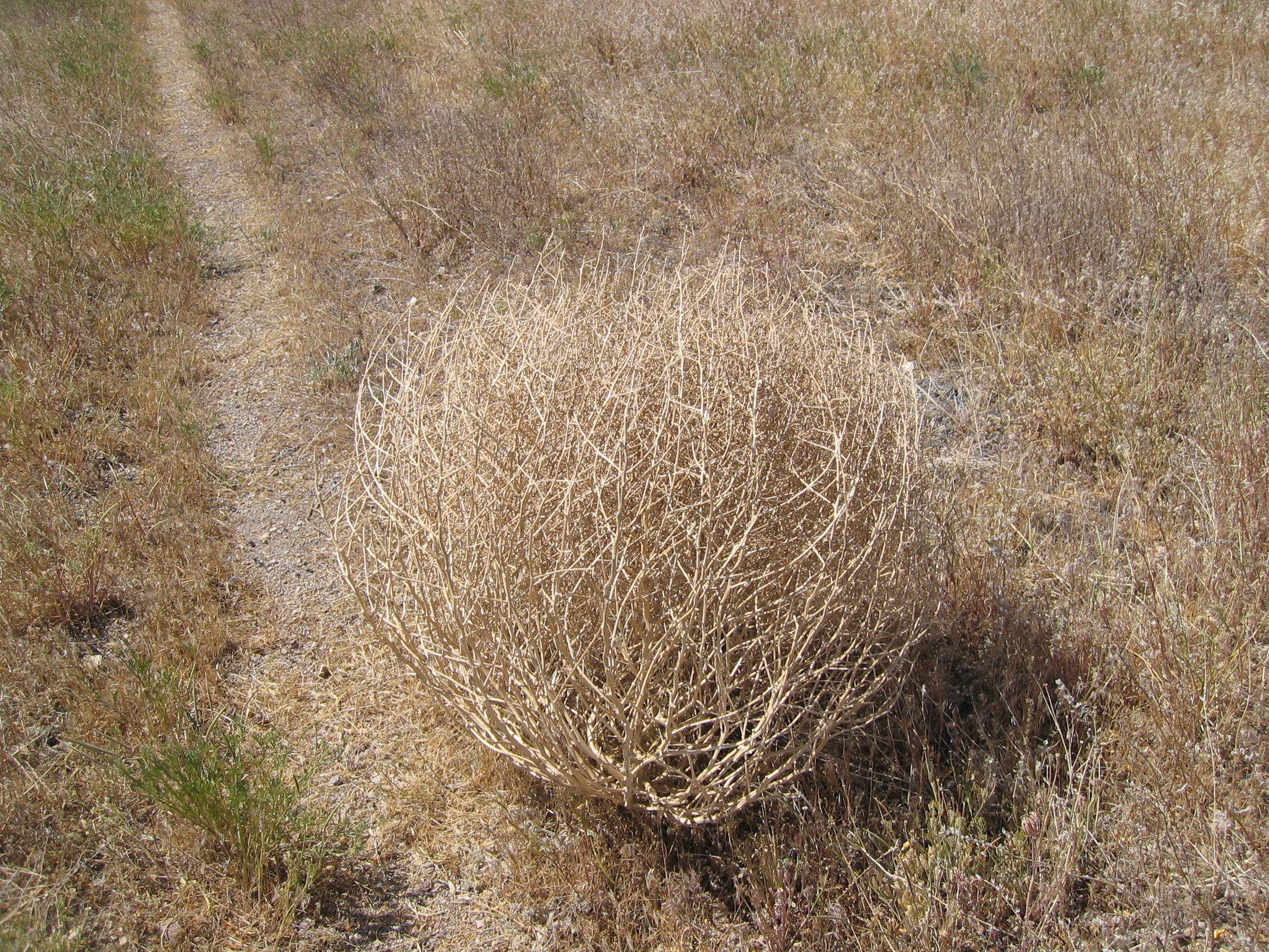 animated tumbleweed