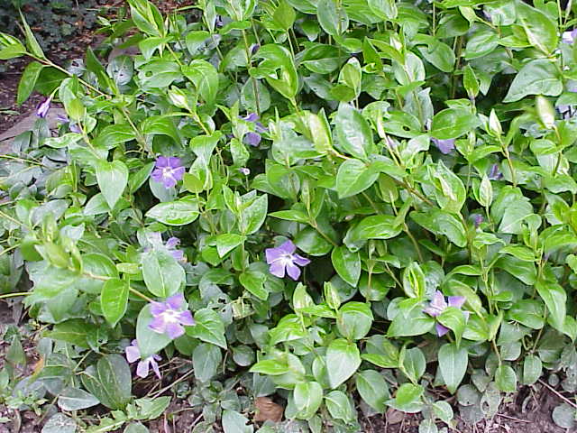 Vinca major1