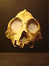 Aegyptopithecus face (University of Zurich)-1.JPG